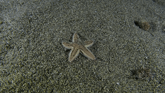 Astropecten irregularis