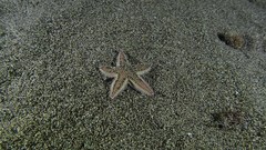 Astropecten irregularis