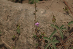 Ipomoea × leucantha