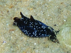 Aglajidae