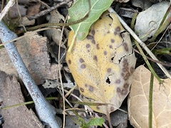 Apiognomonia errabunda