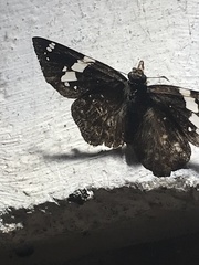 Celaenorrhinus eligius