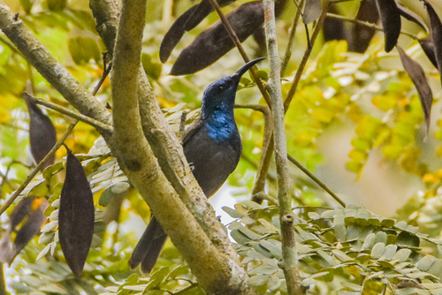 Green-headed Sunbird (Cyanomitra verticalis), photo 9