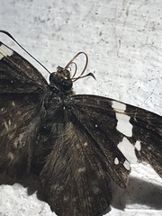 Celaenorrhinus eligius