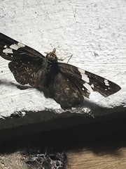 Celaenorrhinus eligius