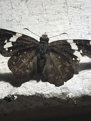 Celaenorrhinus eligius