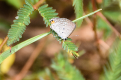 Lepidochrysops victoriae