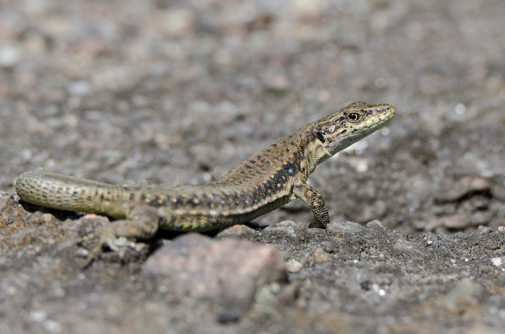 Armenian Lizard