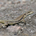 Armenian Lizard - Photo (c) Oleg, some rights reserved (CC BY-NC), uploaded by Oleg