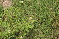 Cleome spinosa