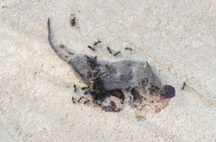 Crocidura suaveolens