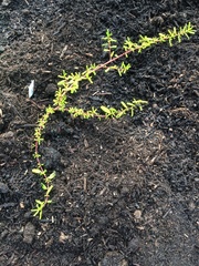 Ceanothus hearstiorum