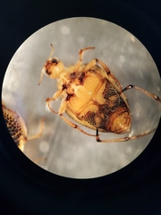 Peltodytes edentulus