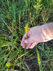 Cambessedesia espora