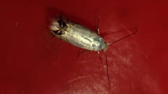 Leucoptera sinuella