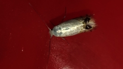Leucoptera sinuella