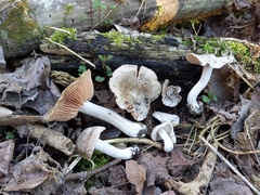 Entoloma saundersii