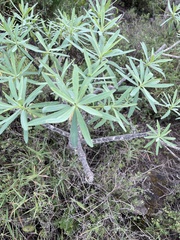 Euphorbia lamarckii image
