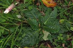 Chaptalia arechavaletae