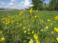 Ranunculus propinquus