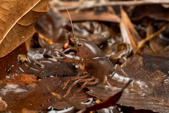 Procambarus planirostris
