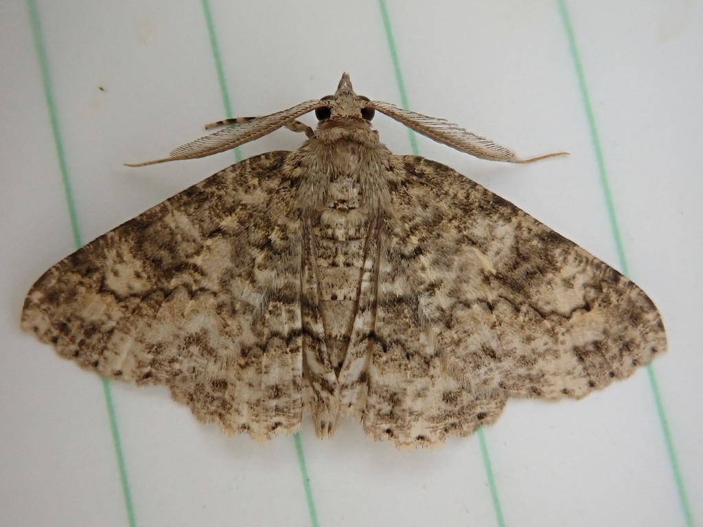 Cleora idiocrossa