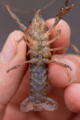 Procambarus planirostris