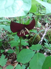 Trillium vaseyi