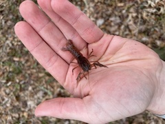 Procambarus planirostris