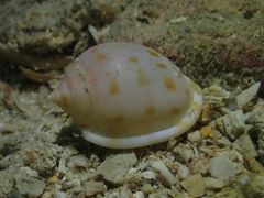 Semicassis bisulcata