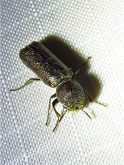 Amphicerus bicaudatus