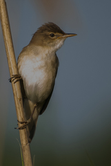 Acrocephalus scirpaceus