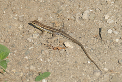 Ophisops elegans
