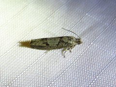 Chimoptesis