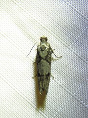 Chimoptesis