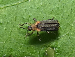 Heterispa vinula
