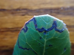 Stigmella prunifoliella