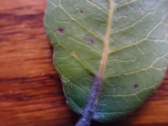 Stigmella prunifoliella
