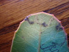 Stigmella prunifoliella