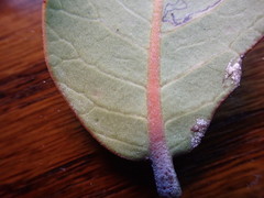 Stigmella prunifoliella