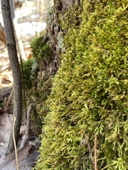 Brachythecium falcatum