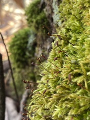 Brachythecium falcatum