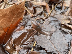 Procambarus planirostris