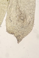 Brachythecium falcatum