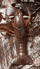 Procambarus planirostris
