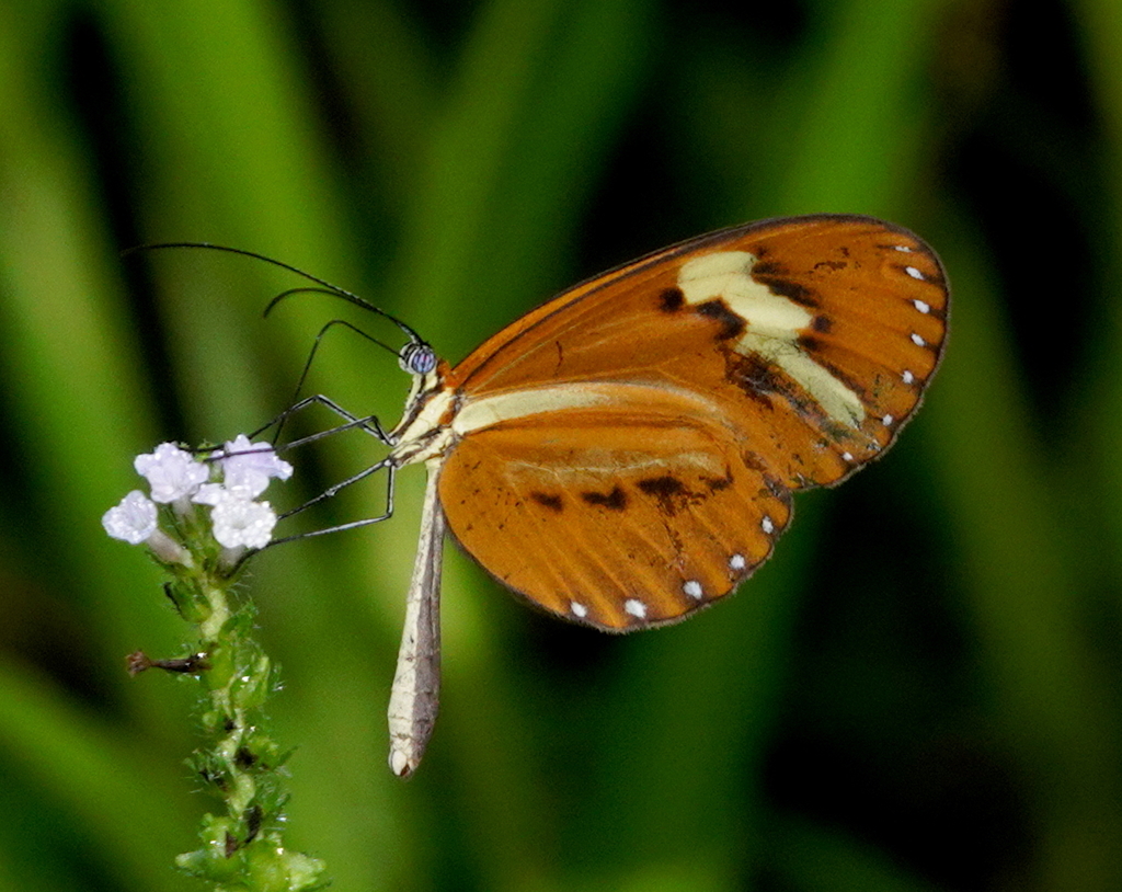 Sais rosalia