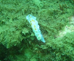 Chromodoris ambigua