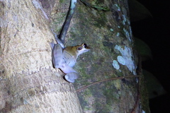 Osteocephalus planiceps
