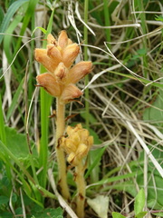 Orobanche caryophyllacea