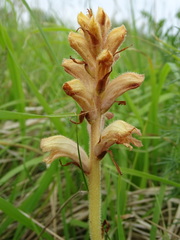 Orobanche caryophyllacea